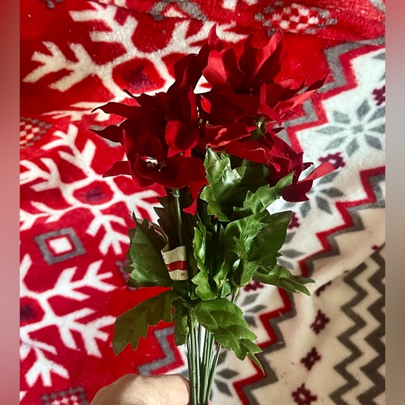 1 poinsettias red plant Christmas - Picture 12 of 13